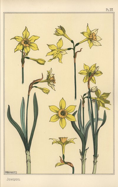 Jonquil, Narcissus jonquilla, çiçek parçalarını gösteren botanik çizimi by Eugene Grasset