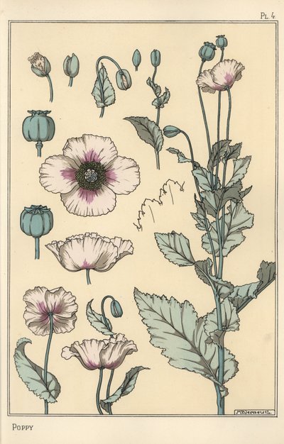 Çiçek parçaları, afyon pod ile haşhaş botanik çizimi by Eugene Grasset