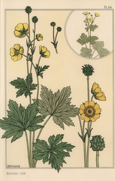 Buttercup botanik çalışma by Eugene Grasset