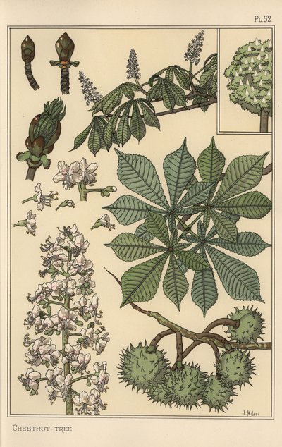 Kestane ağacı botanik çalışması by Eugene Grasset