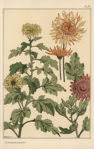 Krizantem botanik çalışması by Eugene Grasset