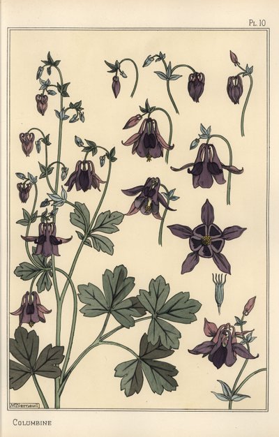 Columbine, Aquilegia vulgaris, çiçek parçaları by Eugene Grasset