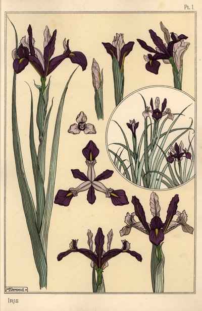 İris bitkisi ve çiçek parçaları, gömme ile by Eugene Grasset