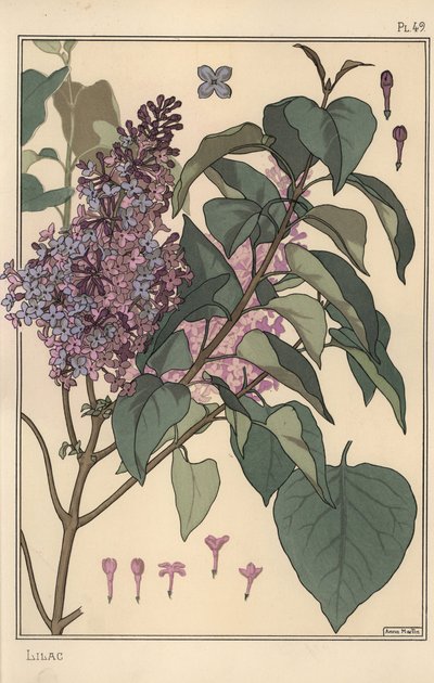 Leylak botanik çalışması. by Eugene Grasset