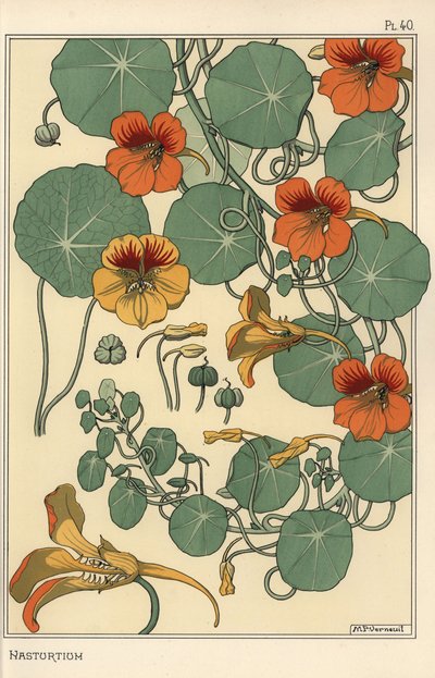 Nasturtium botanik çalışması by Eugene Grasset
