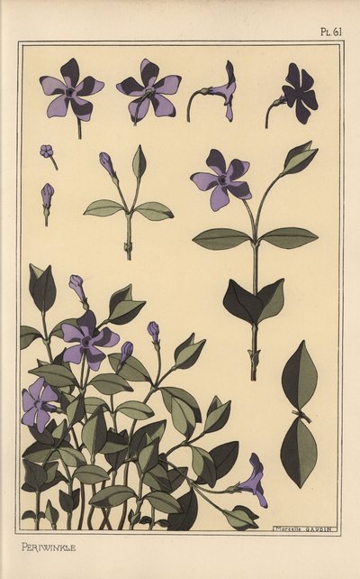 Deniz salyangozu botanik çalışması by Eugene Grasset