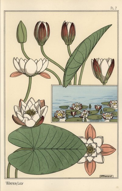 Nilüfer, Nelumbo lutea ve çiçek parçaları by Eugene Grasset