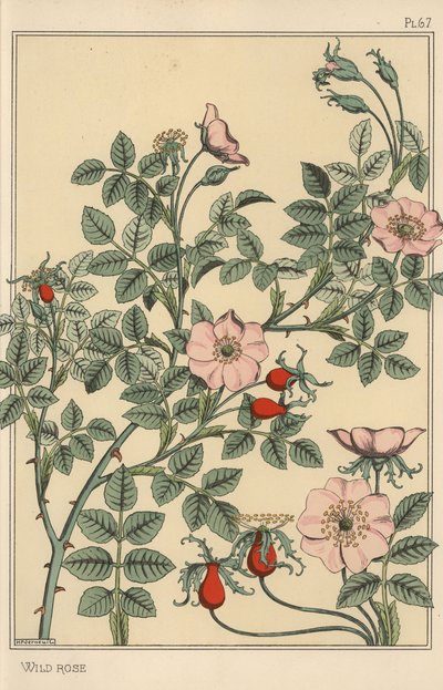 Yabani gül botanik çalışması by Eugene Grasset