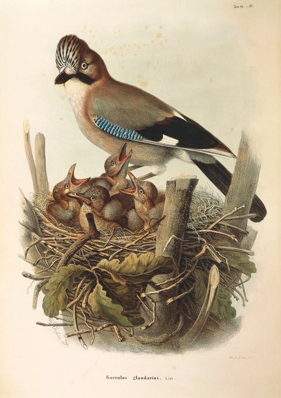 Eurasian Jay Garrulus glandarius