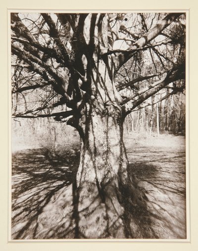 Kayın ağacı by Eugène Atget