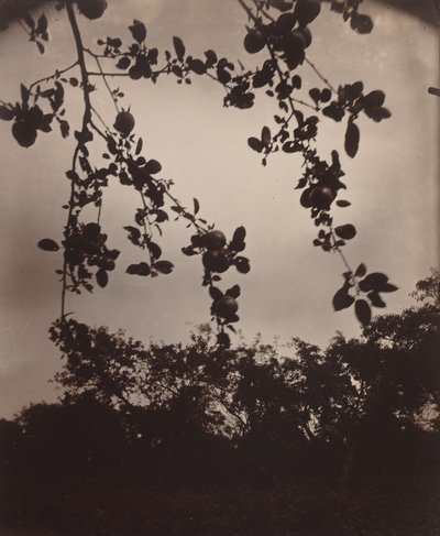 elma ağacı dalı by Eugène Atget