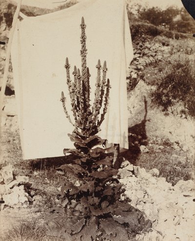 çiçek açan sığırkuyruğu by Eugène Atget