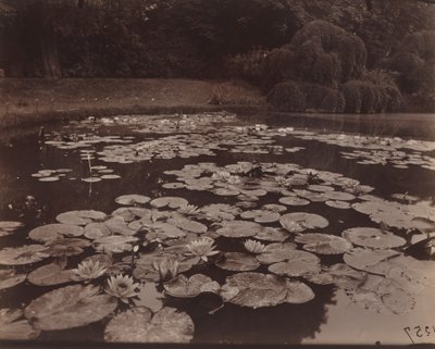 Nilüferler (Bagatelle) by Eugène Atget