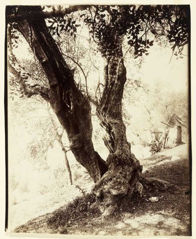 Olivier, Nice, 1900 dolayları by Eugène Atget