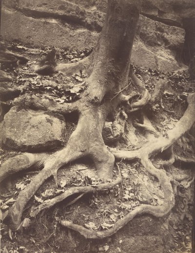 Ağaç Kökleri, Saint-Cloud by Eugène Atget