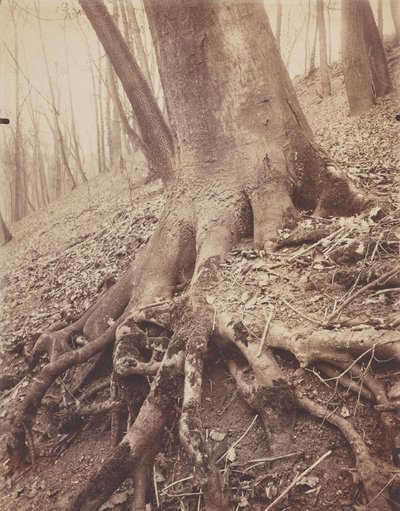 Ağaçlar ve Kökler by Eugène Atget