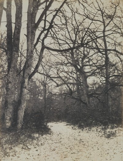 [Fontainebleau Ormanı], yak. 1860. by Eugène Cuvelier
