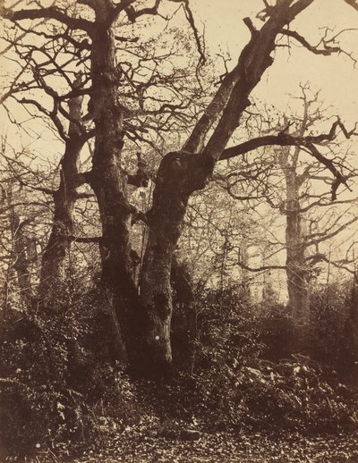 Ağaç Çalışması, Fontainebleau by Eugène Cuvelier