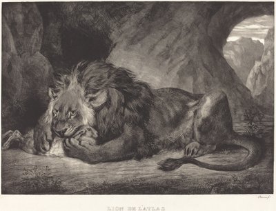 Atlas Dağları Aslanı Lion de l