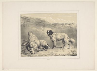 kuru honden Çeşitli tamme dieren (dizi başlığı) On Üç Yerli ve Yerli Hayvan Denek (dizi başlığı) by Eugène Verboeckhoven