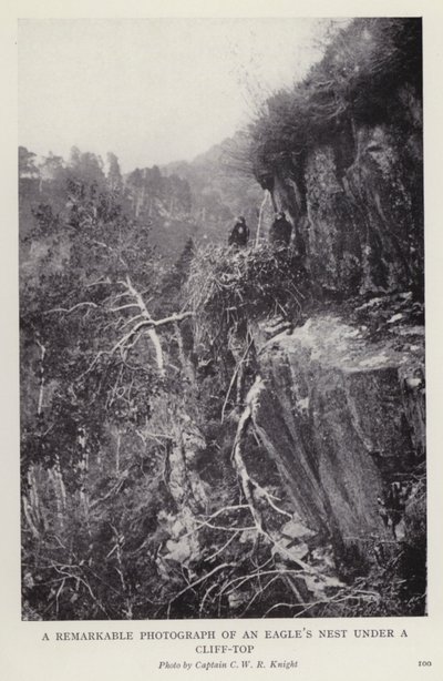Bir uçurumun tepesindeki kartal yuvasının dikkat çekici bir fotoğrafı (s/b fotoğraf) by European Photographer