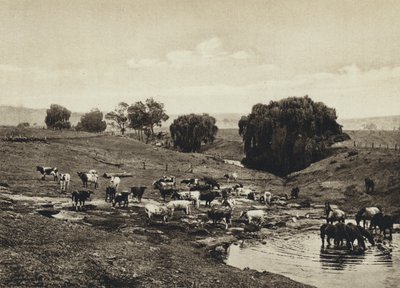Avustralya, Sığır, Queensland (s/b fotoğraf) by European Photographer
