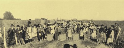 Vina Lontue üzüm bağlarında üzüm hasadı, Santiago, Şili (s/b fotoğraf) by European Photographer