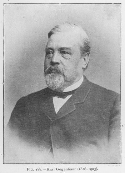 Karl Gegenbaur (1626-1903), portre (s / b fotoğraf) by European Photographer