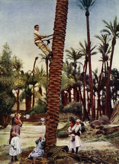 Elche palmiye bahçeleri (fotoğraf) by European Photographer