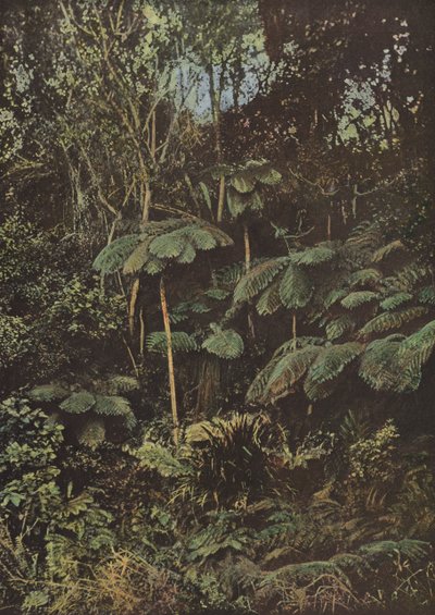 Bitki Örtüsü, Fougeres Arborescentes by European Photographer