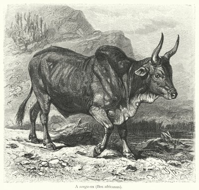 Bir sanga-öküz, Bos africanus (gravür) by European School