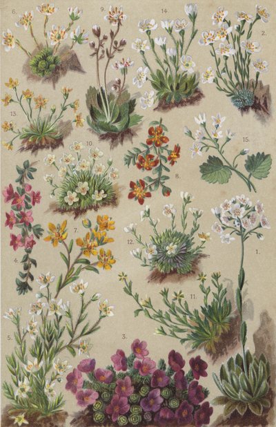 Alp florası (chromolitho) by European School