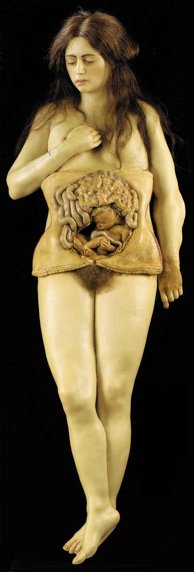 Yumurtalık hamileliğinin anatomik modeli by European School
