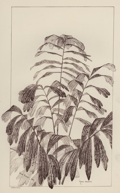 Arenga Saccaritlia (üyeler) by European School