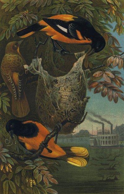 Baltimorevogel by European School
