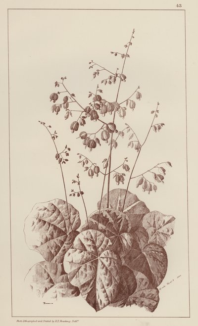 Bigonia (üyeler) by European School