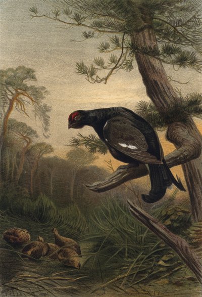 Birhuhn by European School