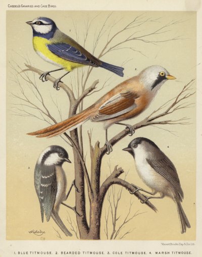 Mavi Baştankara, Sakallı Baştankara, Cole Baştankara, Marsh Baştankara (renkli taş) by European School