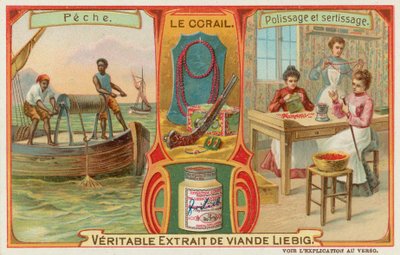 Mercan by European School