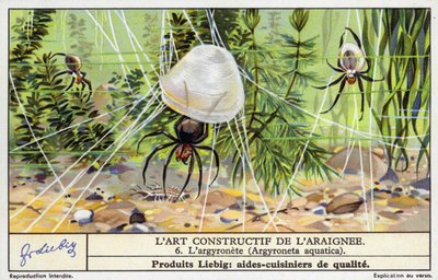 Dalış çanı örümceği (Argyroneta aquatica) (chromolitho) by European School