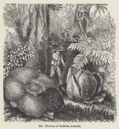 Rafflesia Arnoldi