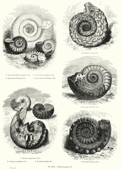 Ammonit ve nautilus (lito) fosilleri by European School