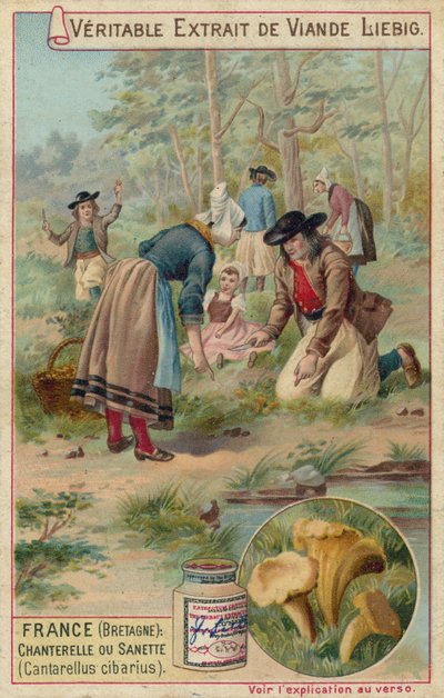 Fransa (Brittany): Cantarelles (Cantarellus cibarius) by European School