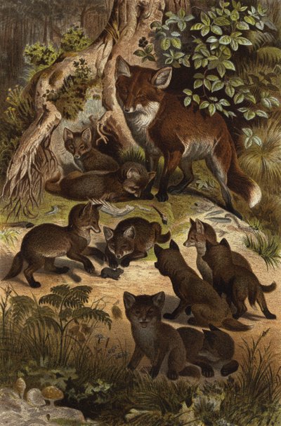 Fuchs by European School