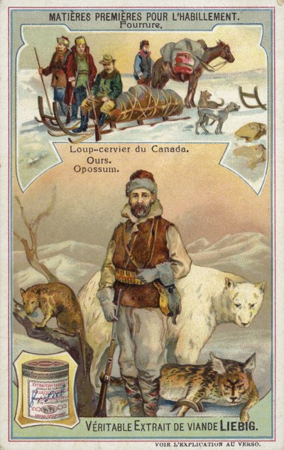 Kürk: Kanada vaşağı; ayı ve opossum by European School