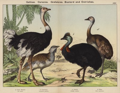 Gallinae, Cursores, Grallatores, Bustard ve Devekuşları (renkli taş) by European School