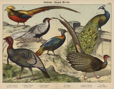 Gallinae, Av Kuşları (renkli taş baskı) by European School