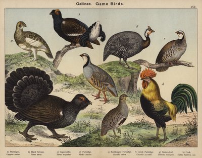 Gallinae, Av Kuşları by European School