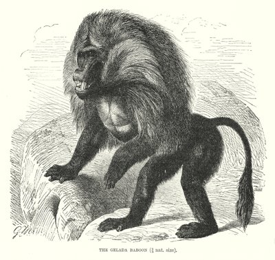 Gelada babunu (gravür) by European School