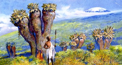 Dev Yerfıstığı, Kilimanjaro, Afrika by European School